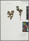 Foto von Salix appendiculata Vill. x Salix caprea L.